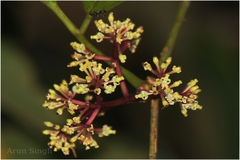 Tetrastigma gamblei